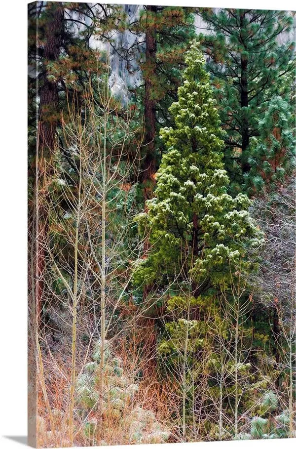 Mixed Forest in Winter, Yosemite Valley, Yosemite National Park, California, Canvas Wall Art, 40x60, Great Big Canvas