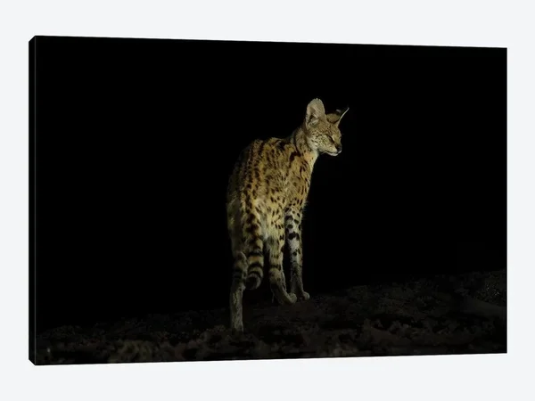 Martin Steenhaut Paintings on Canvas Art - Serval Night Printstyle > Photography art)