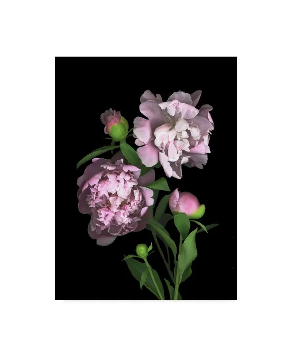 Trademark Art Susan S. Barmon 'Peony' Canvas Art