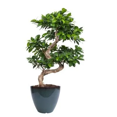Saunier Resin Pot Planter Ebern Designs Color: Turquoise