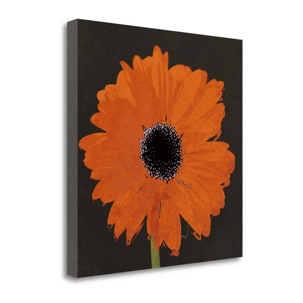 Tangletown Fine Art Midnight Gerbera I by Robert Lacie, Giclee Print on Wrap Canvas, 35x22X35x22