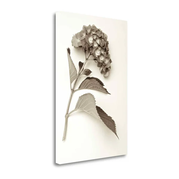 Garden Bloom - 1 by Alan Blaustein Fine Art Giclee Print on Gallery