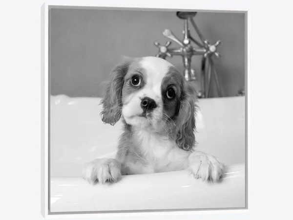 Framed Canvas Art (White Floating Frame) - Lulu by Kim Levin ( Animal Art > Dogs > spaniels > Cavalier King Charles