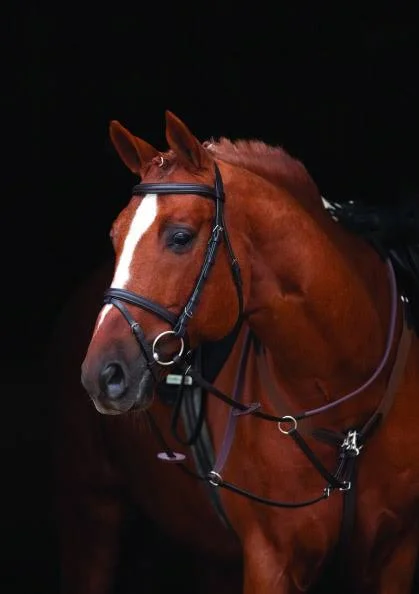 Amigo Bridle with Flash & Rubber Reins - Standard Horse, Black