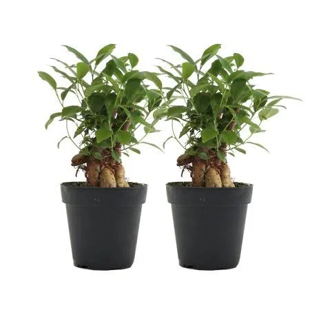 Costa Farms Live Indoor 1Yr. Old Bonsai - 2-Pack, Size: Small, Green