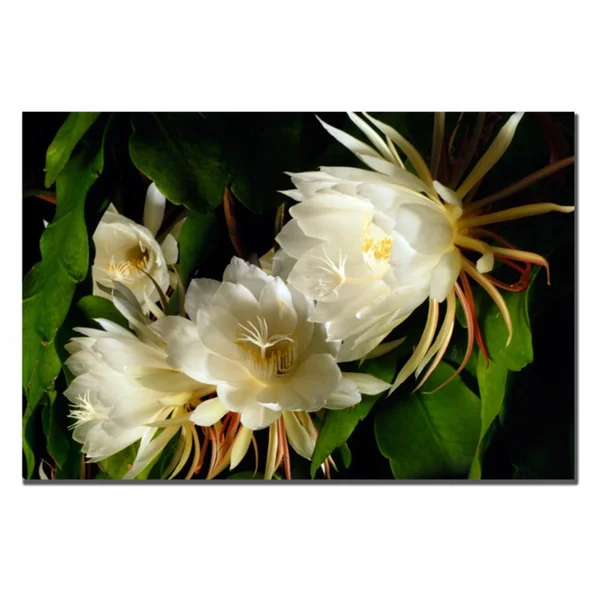 Trademark Fine Art Kurt Shaffer &Night Blooming Cereus& Canvas Art