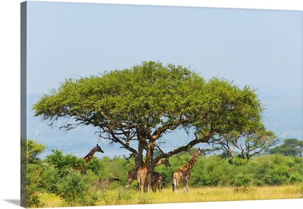 Giraffes Under An Acacia Tree on The Savanna, Murchison Falls National Park, Uganda, Canvas Wall Art, 60x40, Great Big Canvas