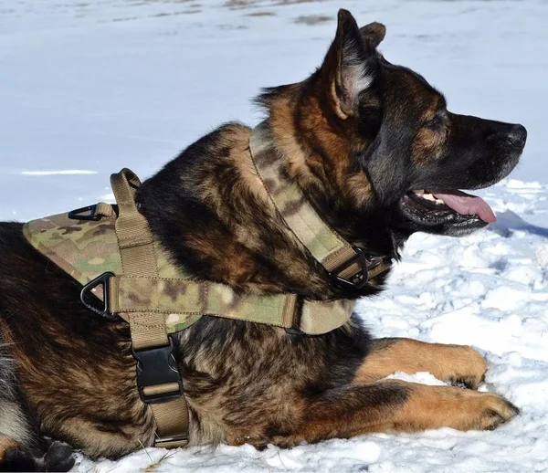 Opportunity Harness - Green Multicam