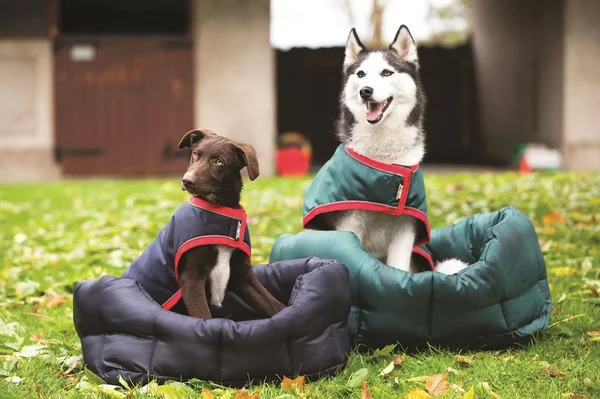Rambo Waterproof Dog Rug 100g - Navy/Red