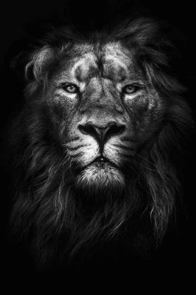 Framed Canvas Art (White Floating Frame) - King of Kings by Design Fabrikken ( Animal Art > Wildlife > Wild Cats > L
