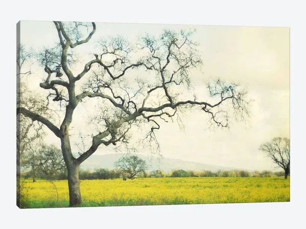Lupen Grainne Paintings on Canvas Art - Green Gold Print ( scenic & landscapes > Nature > fields - grasslands & M