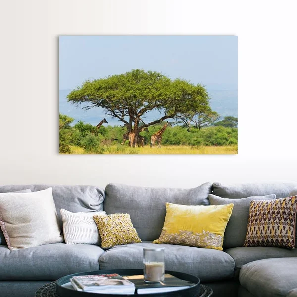 Giraffes Under An Acacia Tree on The Savanna, Murchison Falls National Park, Uganda, Canvas Wall Art, 60x40, Great Big Canvas