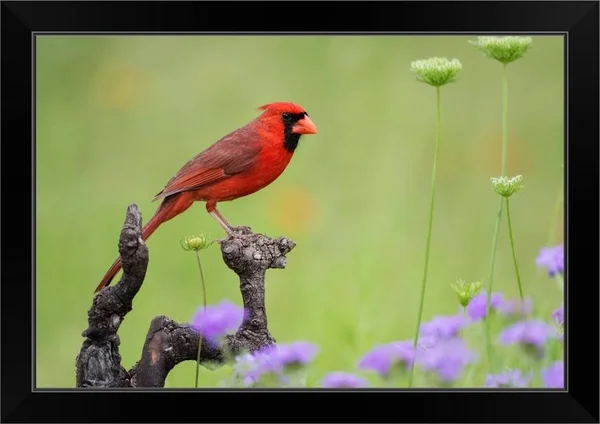 Northern Cardinal (Cardinalis Cardinalis) Male Perched on Limb, Black Framed Wall Art, 24x16, Great Big Canvas