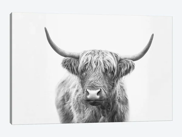 Highland Bull by Sisi & Seb - Graphic Art Print iCanvas Format: Wrapped Canvas - Size: 18x22 H x 26x22 W x 0.75x22 D, Matte C