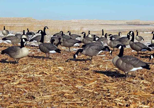DOA Decoys Rogue Series Full-Body Canada Goose 6 Pack