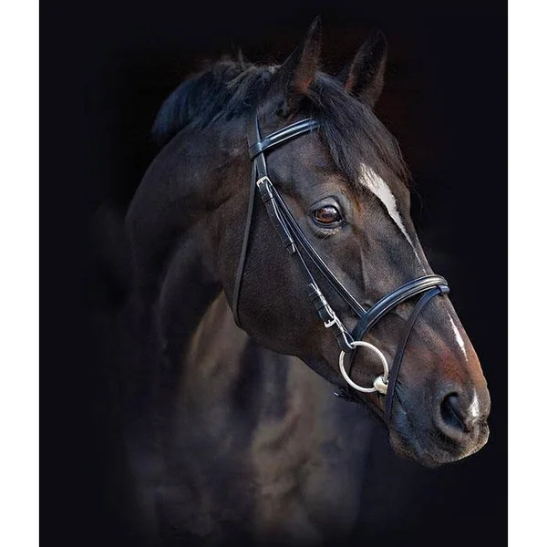 Amigo Bridle with Flash & Rubber Reins - Standard Horse, Black