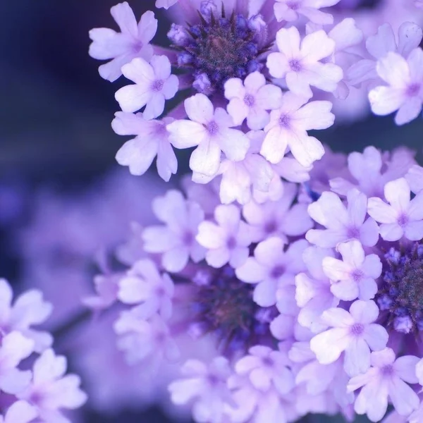 Easy Art Prints PhotoINC Studio's 'Purple Flowers' Premium Canvas Art (30 x 30)