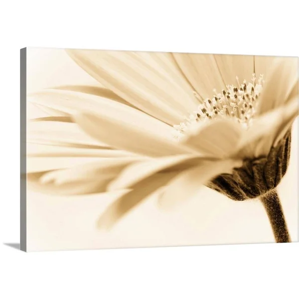 GreatBigCanvas Daisy by PhotoINC Studio Canva 20-in H x 30-in W Abstract Print on Canvas, 2529476-24-30X20