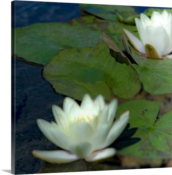 Water Lilies I - Canvas Wall Art, 20x20, Great Big Canvas
