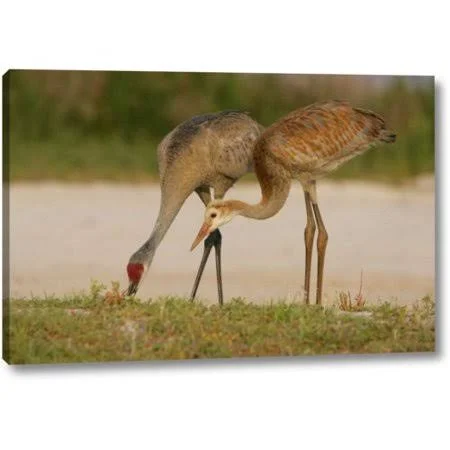Highland Dunes &fl - Sandhill Crane Waits for Food from Parent& by Arthur Morris Giclee Art Print on Wrapped Canvas, Size: 21 inc