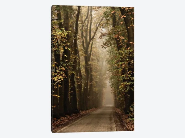Lars Van De Goor Canvas Art Prints - Folia ( scenic & landscapes > Nature > Mist & Fog art)