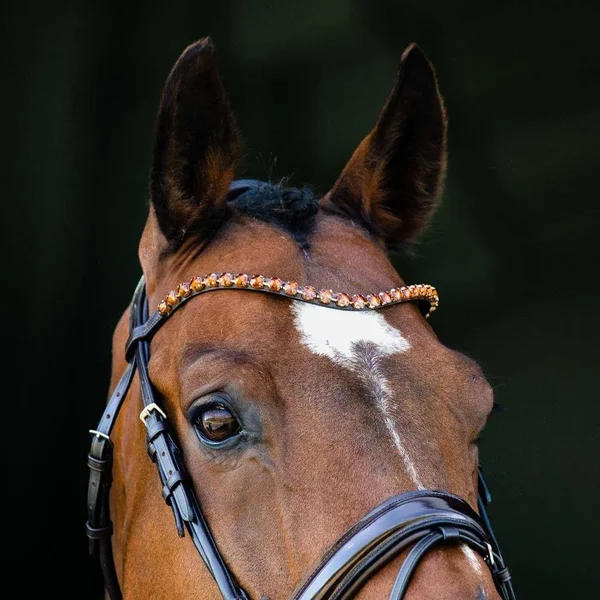 Horze Clermont Bridle Warmblood - Black