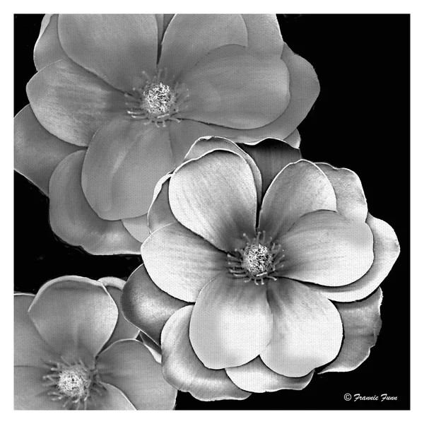 Masterpiece Art Gallery Black & White Magnolia by Frannie Funn Canvas Art Print 24 inch x 24 inch