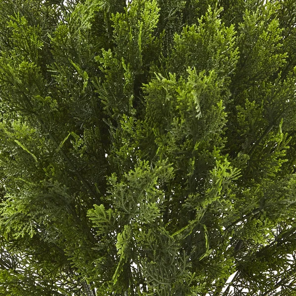 Nearly Natural 3& Cedar Indoor/Outdoor Artificial Bush - Green