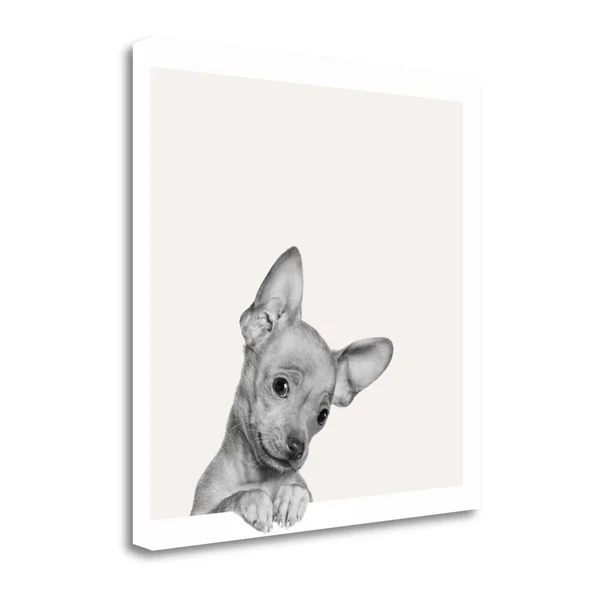 Tangletown Fine Art Sweet Chihuahua by Jon Bertelli