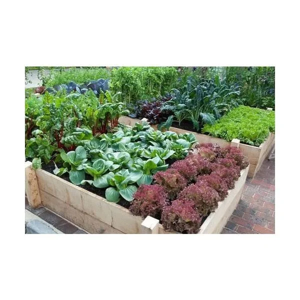 15 - 000 Non GMO Heirloom Vegetable Seeds Survival Garden 32 Variety Pack by Open Seed