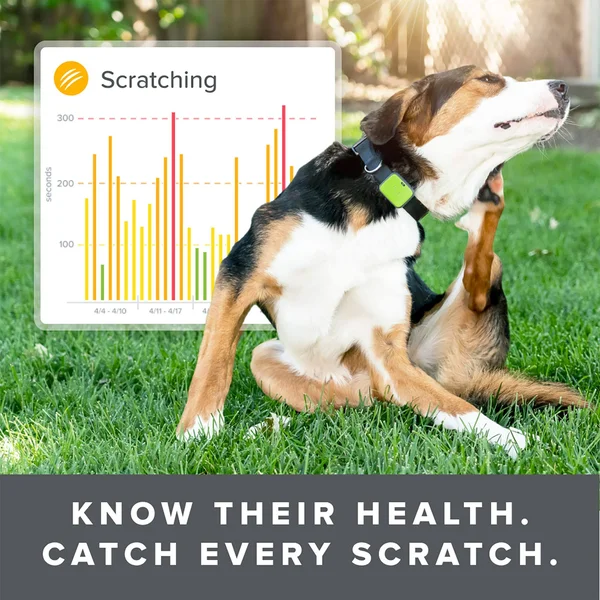 Whistle Go Explore - The Ultimate Health & Location Tracker for Pets - Green