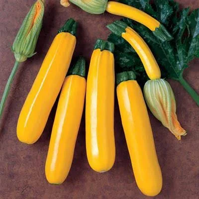 Squash Golden Rod F1 Seed Treated - 1, 000 Seeds