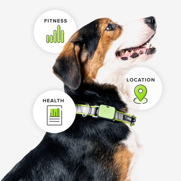 Whistle Go Explore - The Ultimate Health & Location Tracker for Pets - Green