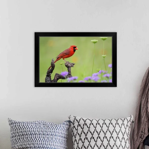 Northern Cardinal (Cardinalis Cardinalis) Male Perched on Limb, Black Framed Wall Art, 24x16, Great Big Canvas