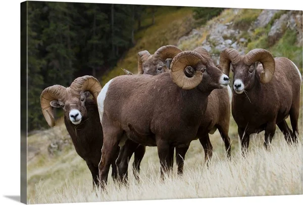 Rocky Mountain, Bighorn Sheep, Rams, Canvas Wall Art, 24x16, Great Big Canvas