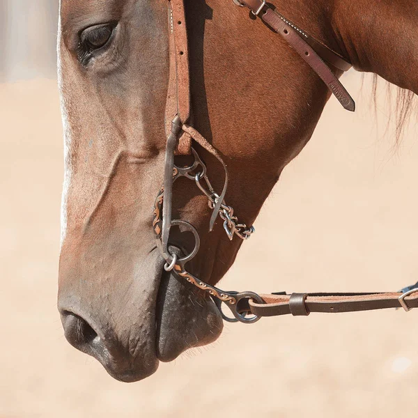 Classic Equine Diamond Short Shank Twisted Wire Bit