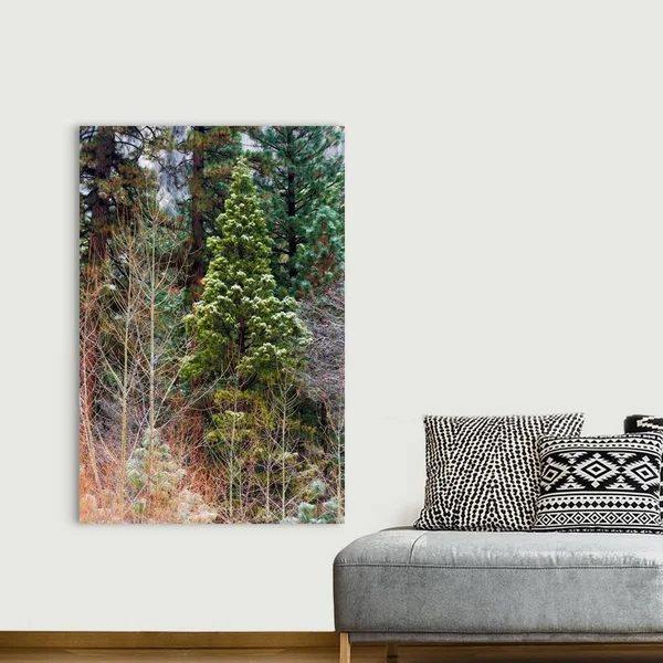Mixed Forest in Winter, Yosemite Valley, Yosemite National Park, California, Canvas Wall Art, 40x60, Great Big Canvas