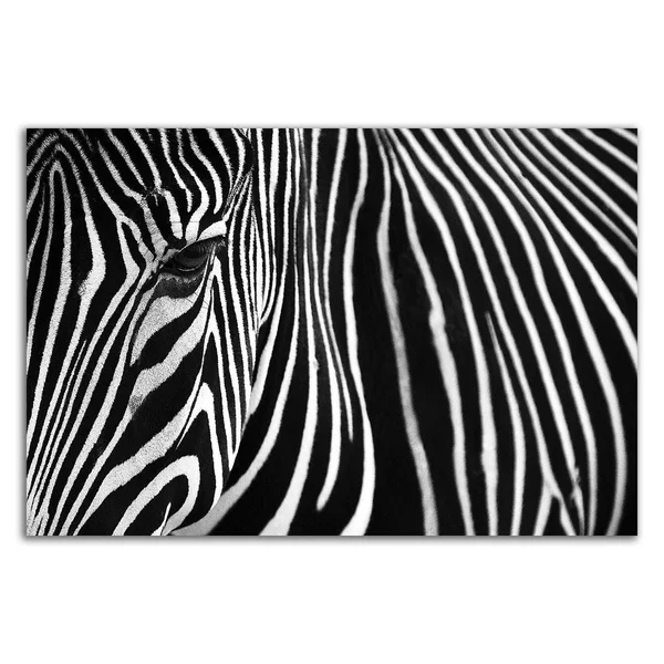 24x22 x 36x22 Zebra in Lisbon Zoo by Andy Mumford Print on Canvas