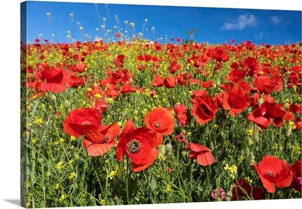 Spain, Andalusia, A Field of Bright and Cheerful Red Poppy Wildflowers, Canvas Wall Art, 24x16, Great Big Canvas