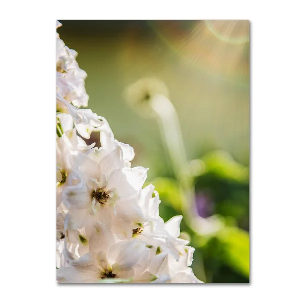 Trademark Fine Art Ks01298-C1824Gg Kurt Shaffer 'Rays of Love' Canvas