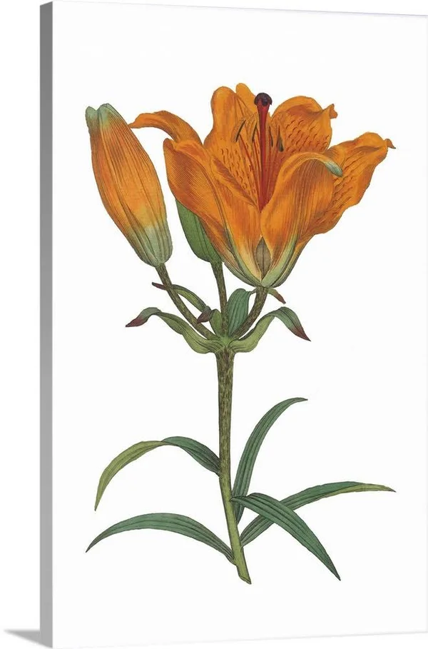 Antique Botanical XX on White - Canvas Wall Art, 16x24, Great Big Canvas