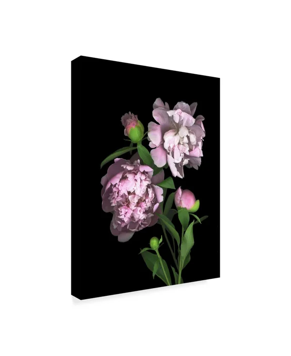 Trademark Art Susan S. Barmon 'Peony' Canvas Art