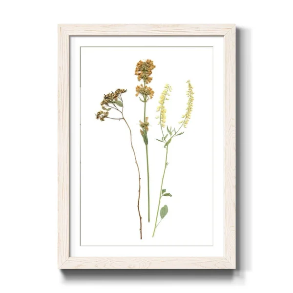 Pressed Botanical III-Premium Framed Print - Ready to Hang - 27.5X37.5 - White