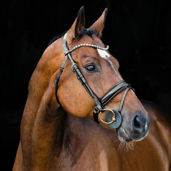Horze Clermont Bridle Warmblood - Black