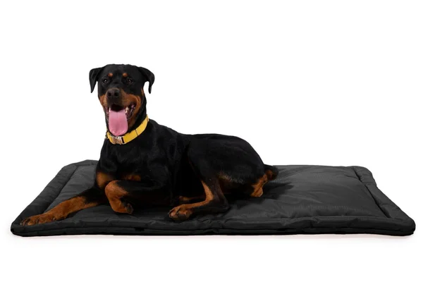 Tough Crate Pad, K9 Ballistics, Chew Resistant and More, Black, Small (29x22x18x22)
