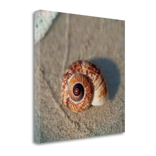Tangletown Fine Art 'Sand Surf Shell' by Sue Schlabach Photographic Print on Wrapped Canvas